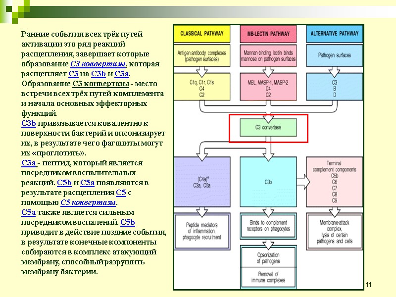 11 Ранние события всех трёх путей активации это ряд реакций расщепления, завершает которые образование